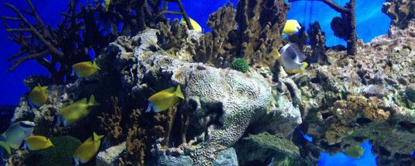 水族馆选购指南（水族箱选购指南） 水族馆百科（水族馆加盟） 第4张