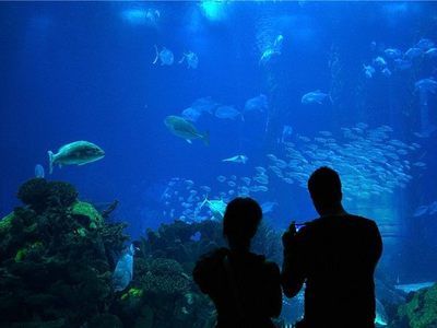 开个水族馆的艰难之旅英语（开一家水族馆需要克服众多难题，） 水族馆百科（水族馆加盟） 第3张