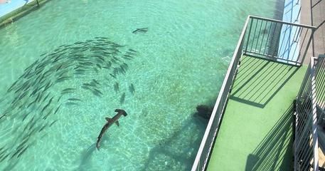 水族馆赚钱吗（水族馆市场调研方法[需手动填充]水族馆市场调研方法创业好处） 水族馆百科（水族馆加盟） 第4张