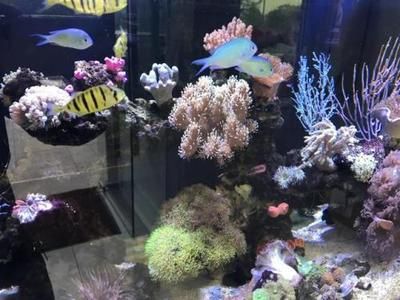 水族馆赚钱吗（水族馆市场调研方法[需手动填充]水族馆市场调研方法创业好处） 水族馆百科（水族馆加盟） 第3张