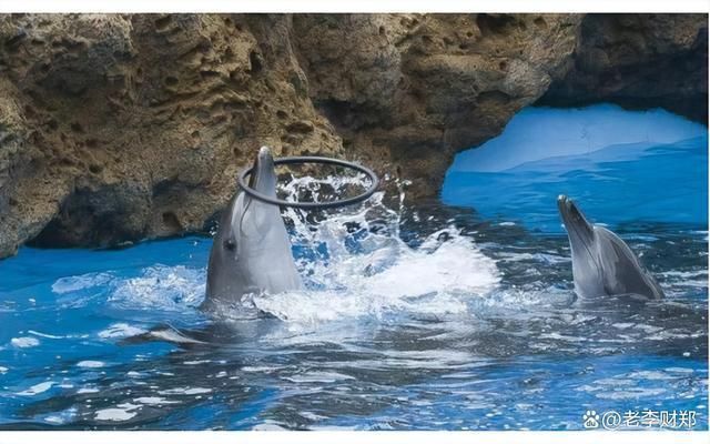 长隆海洋王国水族馆里都有什么（世界上最大的水族馆——长隆海洋王国） 水族馆百科（水族馆加盟） 第3张