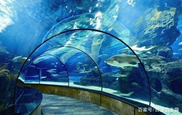 水族馆简介（水族馆是一个展示，海洋生物多样性的地方） 水族馆百科（水族馆加盟） 第3张