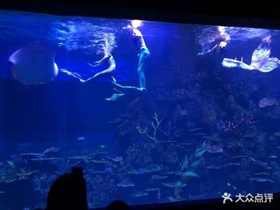 水族馆里鱼的种类图片和介绍（水族馆中常见的几种鱼类及其特点，水族馆鱼类及其特点） 水族馆百科（水族馆加盟） 第2张