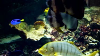 水族馆里鱼的种类图片和介绍（水族馆中常见的几种鱼类及其特点，水族馆鱼类及其特点） 水族馆百科（水族馆加盟） 第1张