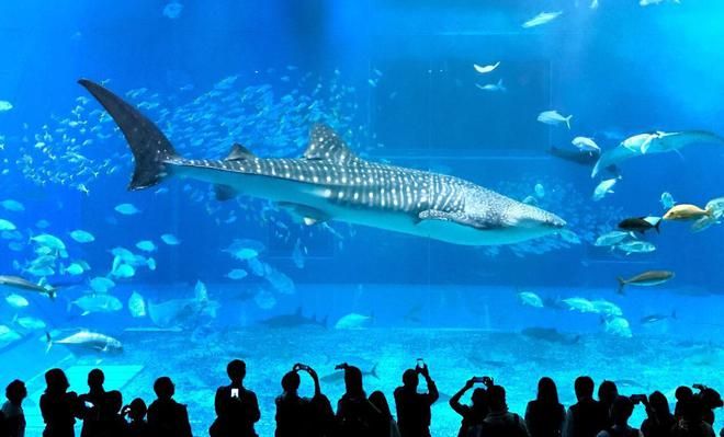 水族馆里鱼的种类图片和介绍（水族馆中常见的几种鱼类及其特点，水族馆鱼类及其特点） 水族馆百科（水族馆加盟） 第3张