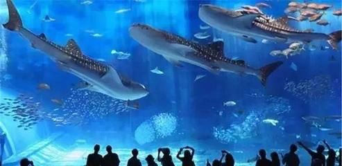 水族馆里鱼的种类图片和介绍（水族馆中常见的几种鱼类及其特点，水族馆鱼类及其特点） 水族馆百科（水族馆加盟） 第4张