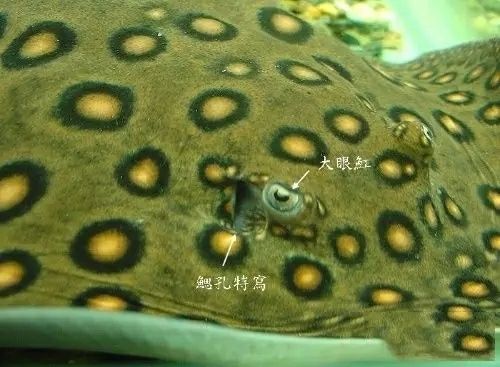 湖州金龙鱼经销商电话（湖州金龙鱼的经销商联系方式） 水族问答 第1张