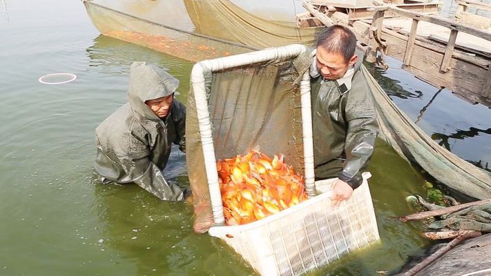 水族馆卖鱼吗赚钱吗（水族馆是否卖鱼以及其盈利性） 水族馆百科（水族馆加盟） 第3张