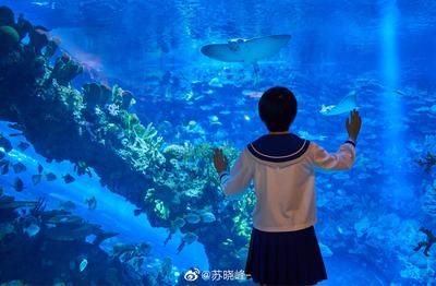 开个水族馆大约多少钱一个月呢（开一个水族馆的月度成本） 水族馆百科（水族馆加盟） 第4张