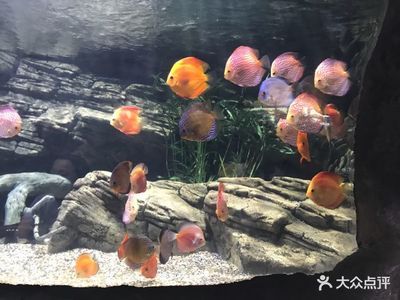 开水族馆挣钱吗现在（开一家水族馆是否盈利取决于多种因素）