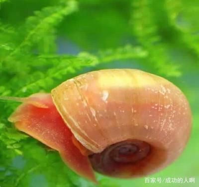 红龙鱼胆小怎么办（红龙鱼胆小怎么办？） 水族问答 第2张