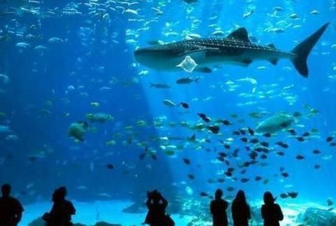 世界水族馆排名第一（世界水族馆排名第一是亚特兰大乔治亚水族馆排名第一）