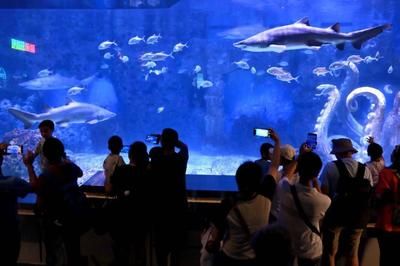 水族馆店铺介绍语大全（水族馆店铺介绍语） 水族馆百科（水族馆加盟） 第5张