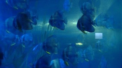 水族馆行业会有发展潜力吗（水族馆行业发展潜力） 水族馆百科（水族馆加盟） 第1张