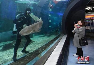 水族馆工作人员有什么工作（水族馆工作人员的主要职责包括维护和照顾各种海洋生物）