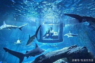 水族馆靠什么盈利赚钱（水族馆的盈利模式） 水族馆百科（水族馆加盟） 第5张