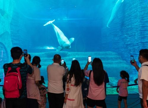 开水族馆需要什么手续（开设水族馆需要什么手续） 水族馆百科（水族馆加盟） 第4张