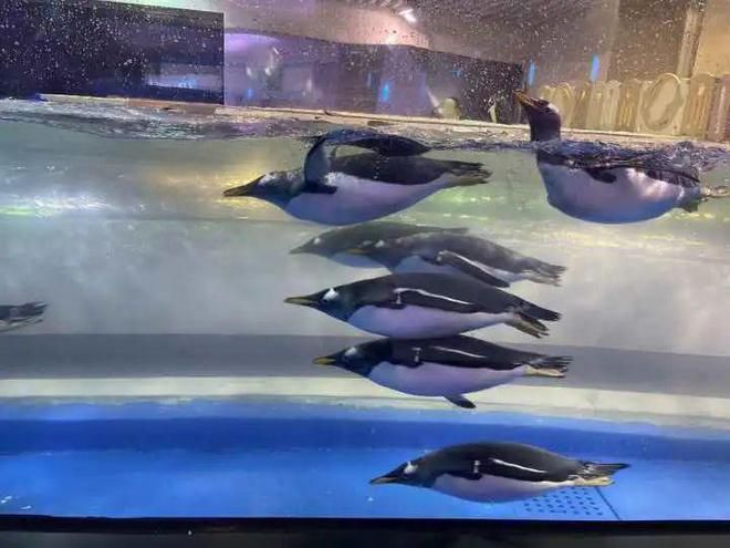 开水族馆需要什么手续（开设水族馆需要什么手续） 水族馆百科（水族馆加盟） 第5张