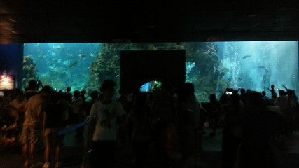 水族馆在哪里？（南京水族馆特色展览介绍阿布扎比国家水族馆互动体验） 水族馆百科（水族馆加盟） 第3张