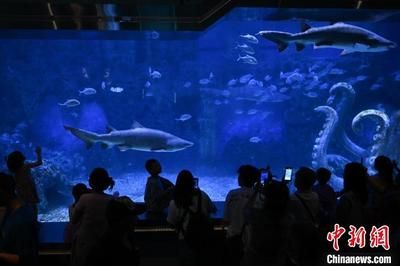 水族馆在哪里？（南京水族馆特色展览介绍阿布扎比国家水族馆互动体验） 水族馆百科（水族馆加盟） 第1张