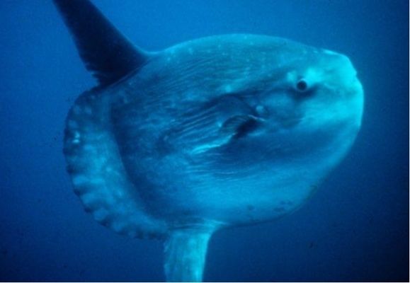 水族馆中的鱼算不算一个种群（《和平精英》水族馆中的鱼是否算作一个种群，这是一个值得探讨的问题）