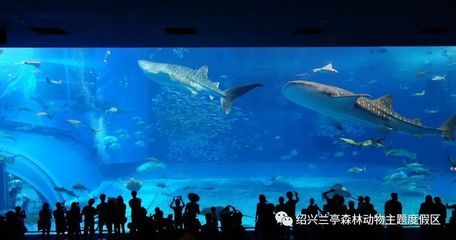 水族馆工作人员是多少工资（水族馆工作人员工资待遇如何）