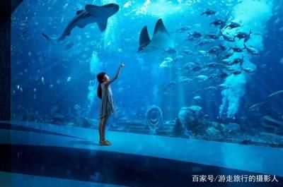 水族馆工作人员是多少工资（水族馆工作人员工资待遇如何） 水族馆百科（水族馆加盟） 第5张