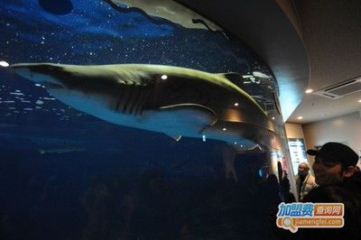 开一家水族馆需要些什么东西呢视频（开一家水族馆需要准备什么）