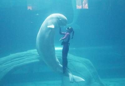 水族馆主要经营什么类目（水族馆主要经营哪些海洋生物） 水族馆百科（水族馆加盟） 第1张