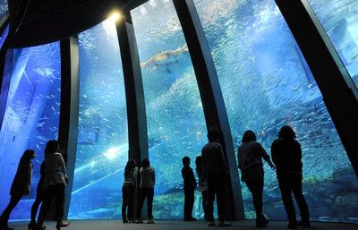 开一个水族馆大概需要多少钱（开一个水族馆需要多少钱？） 水族馆百科（水族馆加盟） 第4张