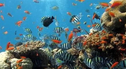 开一间水族馆大概要多少钱（开一间水族馆的成本因地区、规模和设施而异开设一间水族馆）