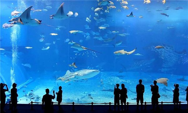 水族馆加盟代理怎么样赚钱的（上海水族馆加盟代理）