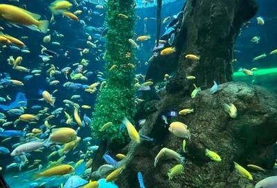 十大水族馆（上海海洋水族馆、上海海洋水族馆、上海海洋水族馆）