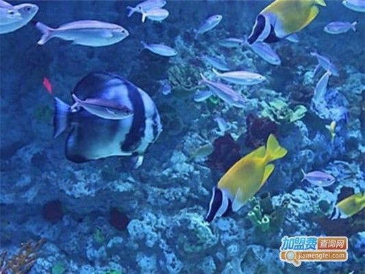 水族馆利润率高吗（如何提高水族馆的利润率）