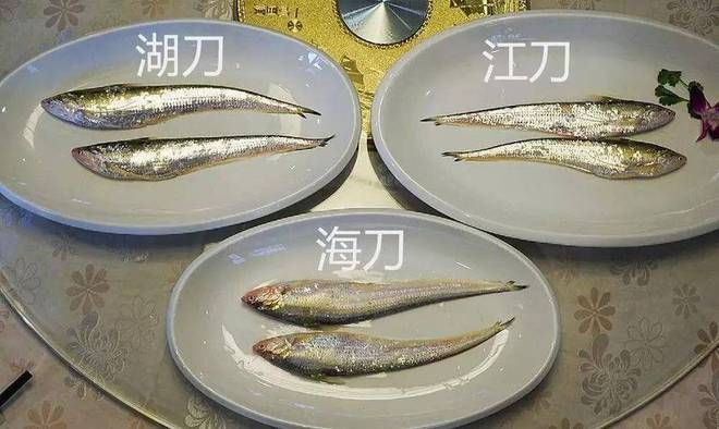 银龙鱼黄化白子（如何预防银龙鱼黄化白子的发生？） 水族问答 第2张