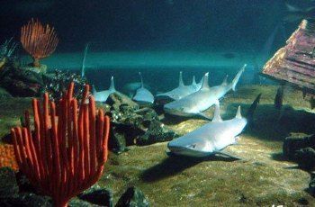 水族馆里面都有什么（参观水族馆的最佳季节） 水族馆百科（水族馆加盟） 第2张