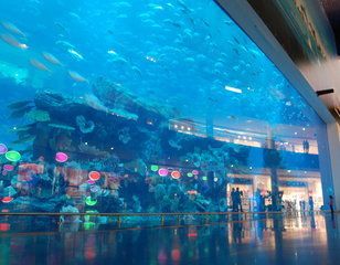 水族馆里面都有什么（参观水族馆的最佳季节） 水族馆百科（水族馆加盟） 第3张