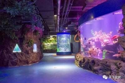 水族馆里面都有什么（参观水族馆的最佳季节） 水族馆百科（水族馆加盟） 第5张