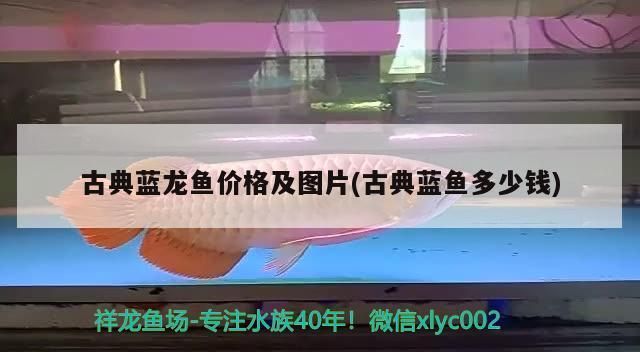 极品古典蓝龙鱼多少一只 龙鱼百科 第4张