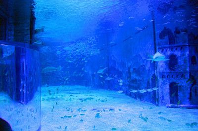 水族馆算什么行业（中国水族馆行业发展趋势） 水族馆百科（水族馆加盟） 第5张