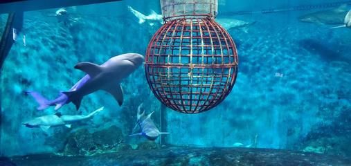 开个水族馆大约多少钱一个月（开一个小型水族馆的成本是多少？） 水族馆百科（水族馆加盟） 第5张