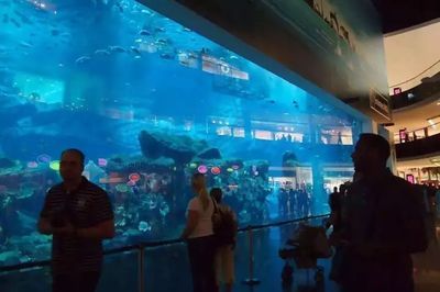 水族馆的名字有哪些（水族馆名字的创意与选择） 水族馆百科（水族馆加盟） 第4张