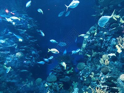 水族馆门票图片大全（水族馆门票图片大全详情） 水族馆百科（水族馆加盟） 第5张