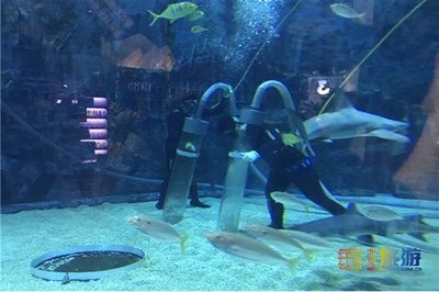 水族馆店员都做什么活动（水族馆店员培训） 水族馆百科（水族馆加盟） 第4张