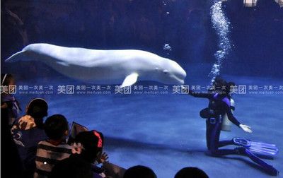 水族馆推荐（探索海洋奥秘——精选全球水族馆）