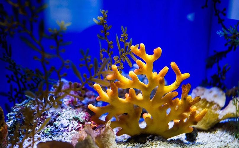 水族馆的门票（上海海洋水族馆会员福利介绍） 水族馆百科（水族馆加盟） 第5张