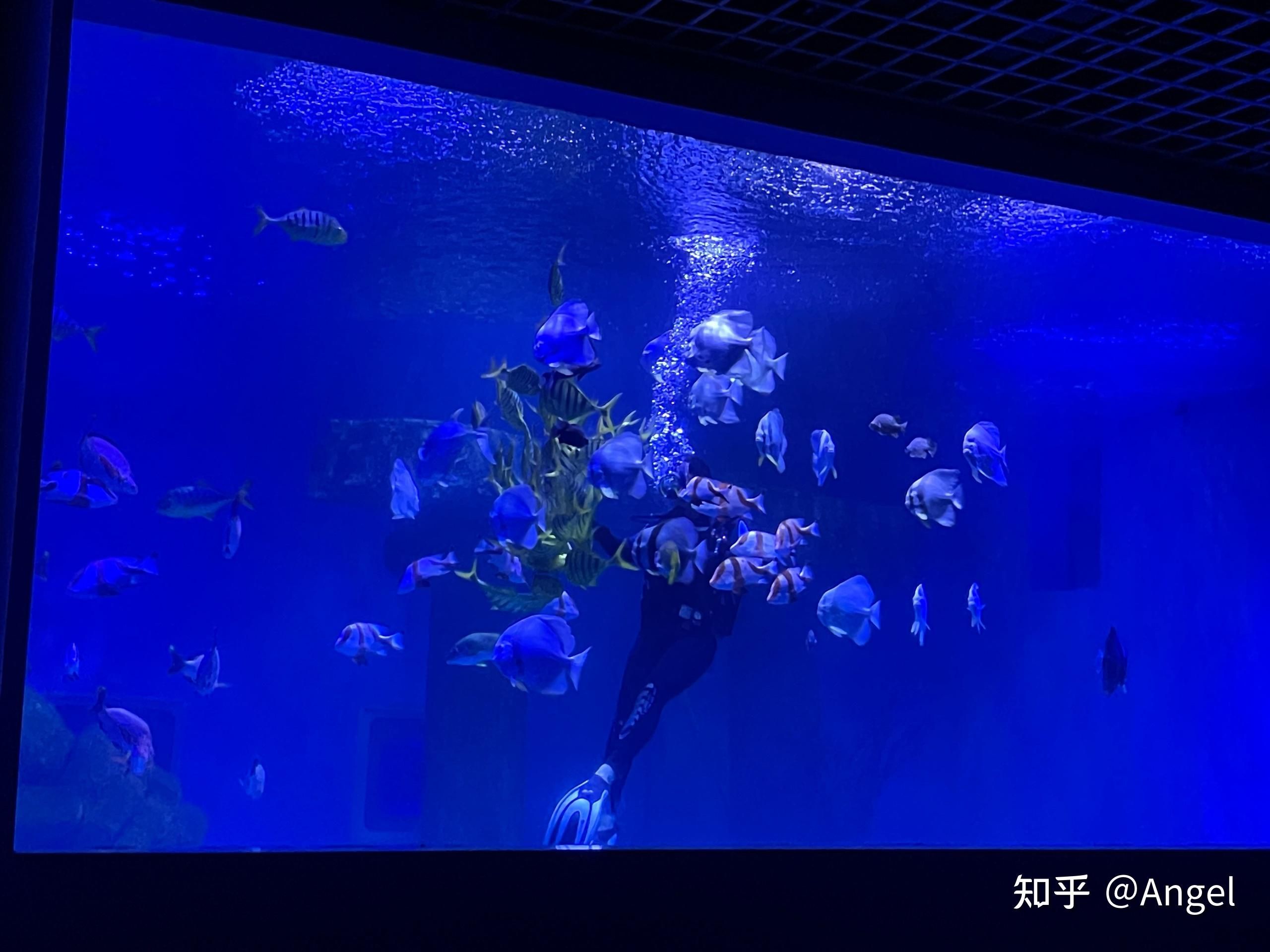 开水族馆靠什么挣钱呢知乎（水族馆的盈利方式） 水族馆百科（水族馆加盟） 第5张