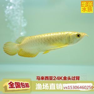 金龙鱼和锦鲤哪个贵（金龙鱼和锦鲤哪个更贵） 龙鱼百科 第4张