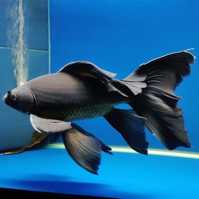 水族馆鱼种类介绍视频（上海海洋水族馆濒危物种保护措施上海海洋水族馆门票价格） 水族馆百科（水族馆加盟） 第4张