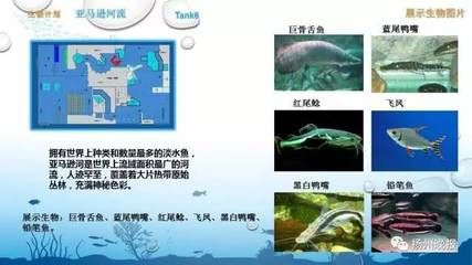 水族馆鱼种类介绍视频（上海海洋水族馆濒危物种保护措施上海海洋水族馆门票价格）